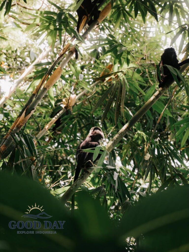 Wild monkeys resting and climbing among dense bamboo trees in a tropical rainforest. Surrounded by lush green foliage and natural sunlight, the primates showcase the rich biodiversity and untouched beauty of Indonesia’s jungle ecosystem.