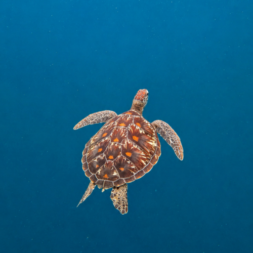 Green sea turtle swimming gracefully in the crystal-clear blue waters of Bunaken Marine Park, Manado, North Sulawesi, Indonesia. The turtle is viewed from above as it glides through the deep ocean, showcasing its beautifully patterned shell and the pristine underwater environment of one of Indonesia’s most famous diving destinations.
