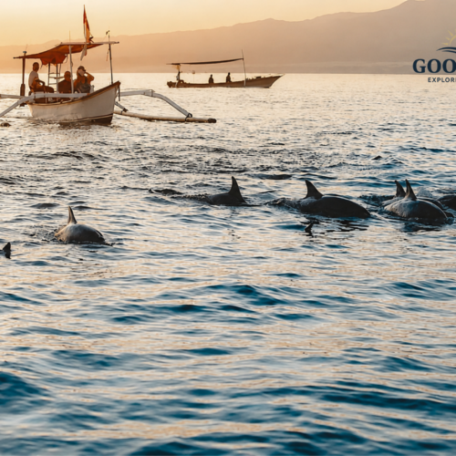 Wild dolphins swimming alongside a traditional boat during sunrise in the waters of Bunaken, Manado, North Sulawesi, Indonesia. The peaceful morning scene captures a pod of dolphins surfacing in the calm sea against a backdrop of golden light and distant mountains.