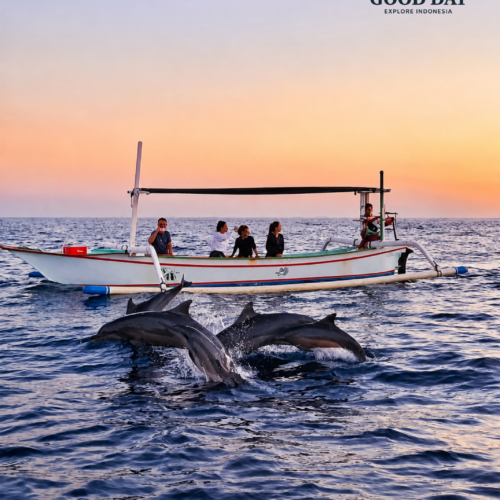 Wild dolphins swimming beside a traditional boat during a sunrise dolphin-watching tour in Bunaken, Manado, North Sulawesi, Indonesia. Travelers observe a pod of dolphins surfacing in the calm ocean against a colorful morning sky.