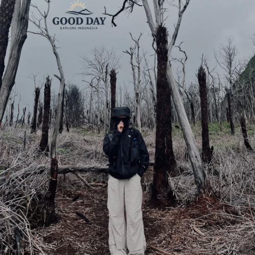 Traveler standing among the iconic dead forest near Sunan Ibu Viewpoint at Kawah Putih in Ciwidey, Bandung, West Java, Indonesia.