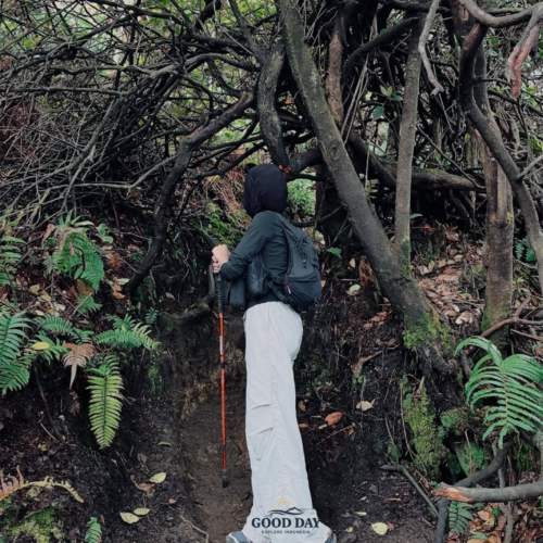 Hiker exploring a forest trail surrounded by twisted tree roots and lush vegetation near Sunan Ibu Viewpoint in Kawah Putih, Ciwidey, Bandung, West Java, Indonesia.