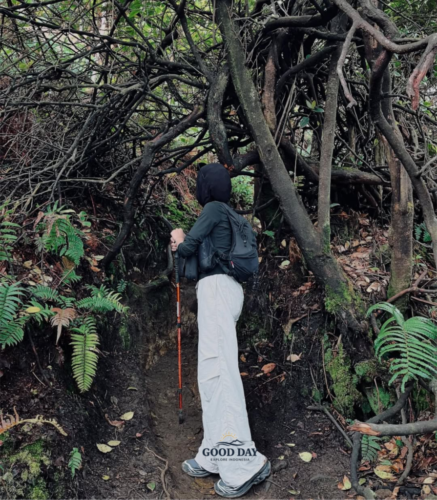 Hiker exploring a forest trail surrounded by twisted tree roots and lush vegetation near Sunan Ibu Viewpoint in Kawah Putih, Ciwidey, Bandung, West Java, Indonesia.