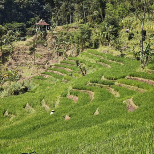 Lush green rice terraces in the rural countryside near Yogyakarta, Indonesia, surrounded by tropical forests and rolling hills, showcasing traditional agricultural landscapes and peaceful village scenery.