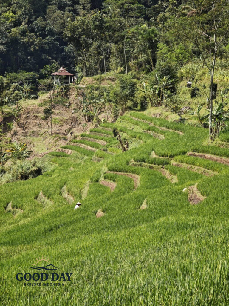 Lush green rice terraces in the rural countryside near Yogyakarta, Indonesia, surrounded by tropical forests and rolling hills, showcasing traditional agricultural landscapes and peaceful village scenery.