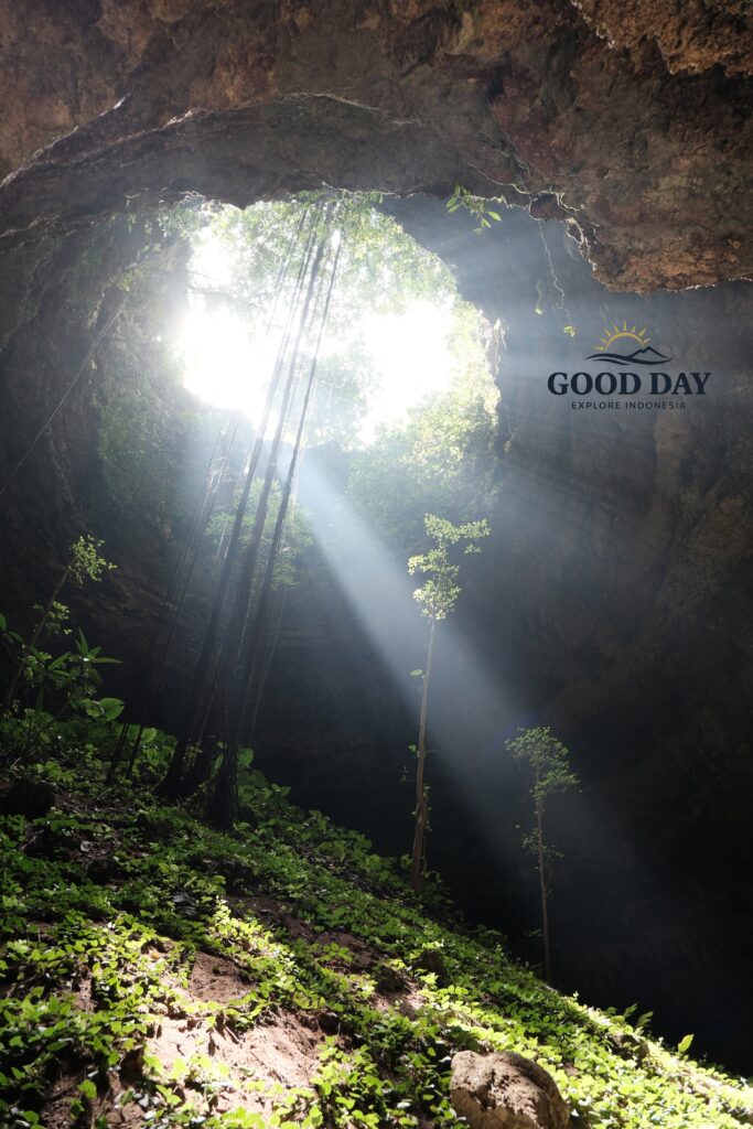 Sunbeams shining through the massive skylight of Goa Macan Mati in Yogyakarta, Indonesia. Lush vegetation, hanging roots, and towering limestone walls create a breathtaking underground landscape inside one of Gunungkidul's most spectacular cave destinations.