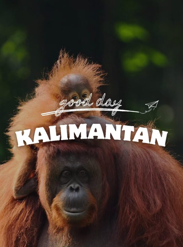 GOOD_DAY_INDONESIA_.KALIMANTAN_ORANG_UTAN_JUNGLE