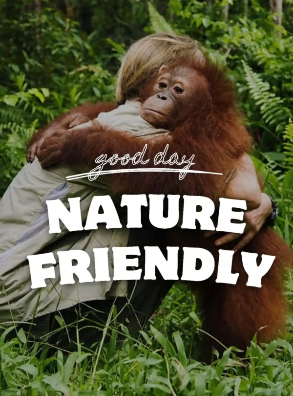 Young orangutan hugging a visitor in the Indonesian rainforest during a responsible eco-tourism wildlife experience in Borneo, Indonesia.